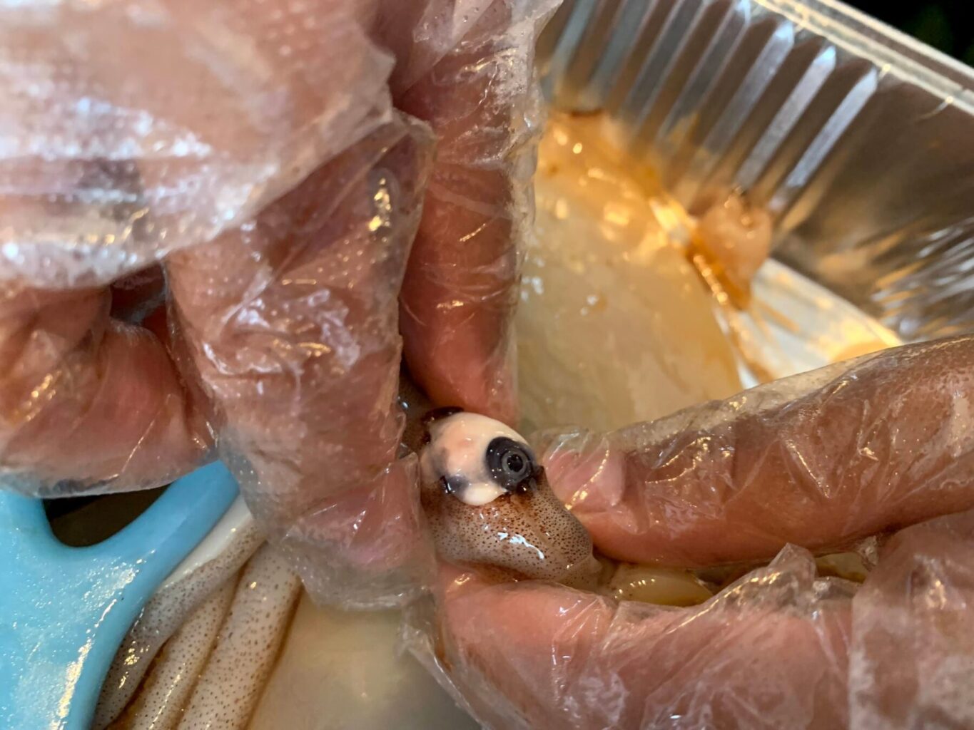 館山市の学習塾ランゲージ・ラボラトリーのイカの解剖実験。イカの目を取り出すところ。