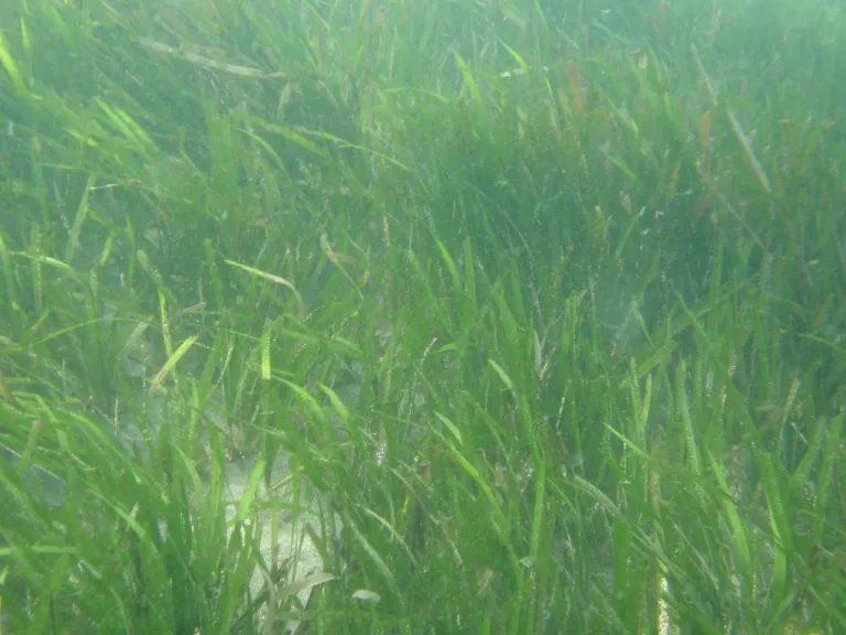 海の中に生いしげるアマモ。多くの生き物の産卵と生育の場になる海草
