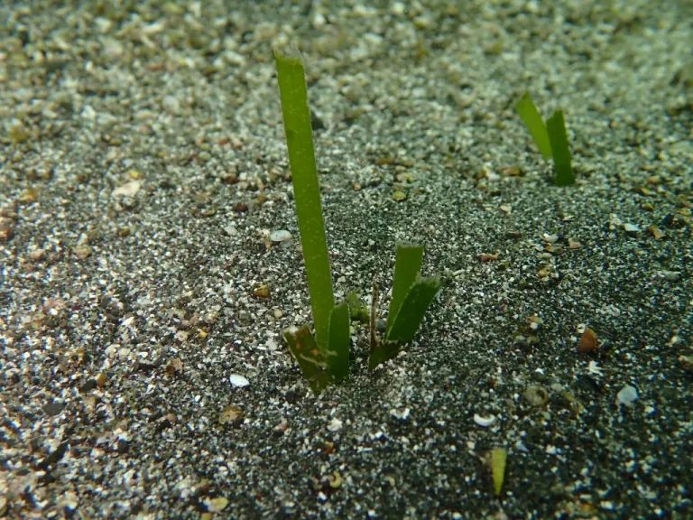 魚に食べられて短くなったアマモの芽