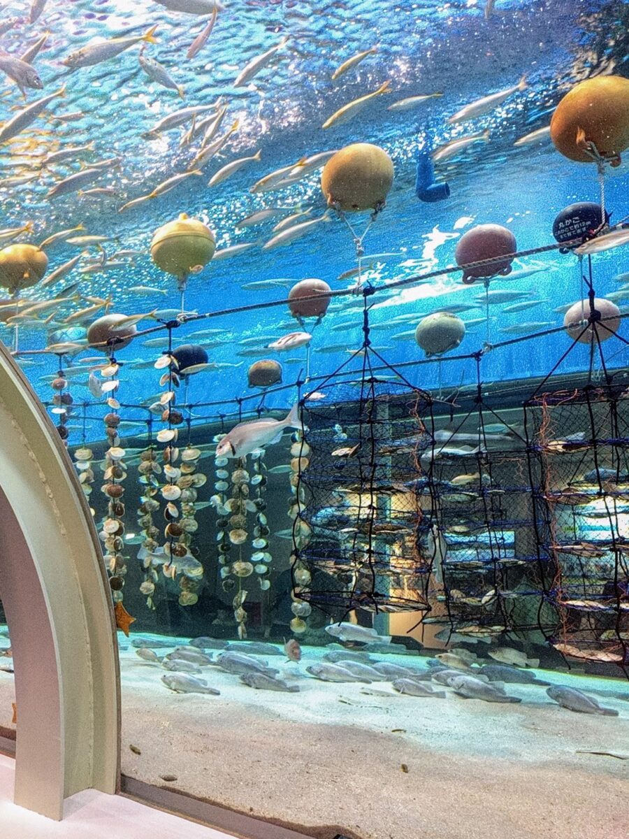 水槽の中で、浮きからつるしたロープに貝がすだれのように連なり、網のかごが並んでいる。上を魚の群れが泳いでいる