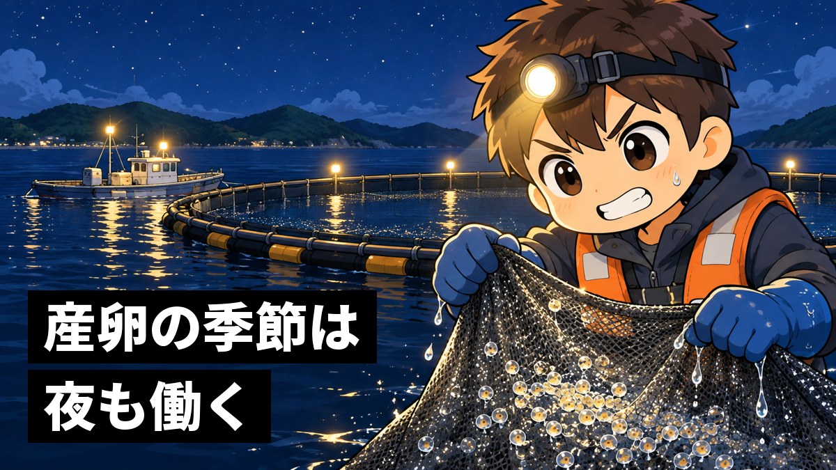 夜の海の生簀の足場で、ヘッドライトの光の中、マグロの卵を集める細かい網を歯を食いしばって引き上げる大学院生の男性。「産卵の季節は夜も働く」の文字。