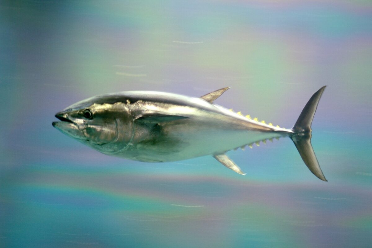 青い水の中を、銀色の大きなクロマグロが1匹泳いでいる
