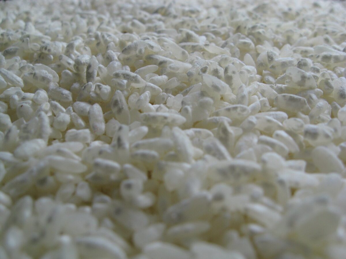 たくさんのお米の粒が、白い粉をまぶしたようなこうじ菌におおわれている