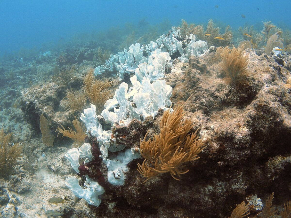 海の底で、ひだのような形のサンゴが真っ白になり、まわりで茶色のやわらかい生き物が揺れている
