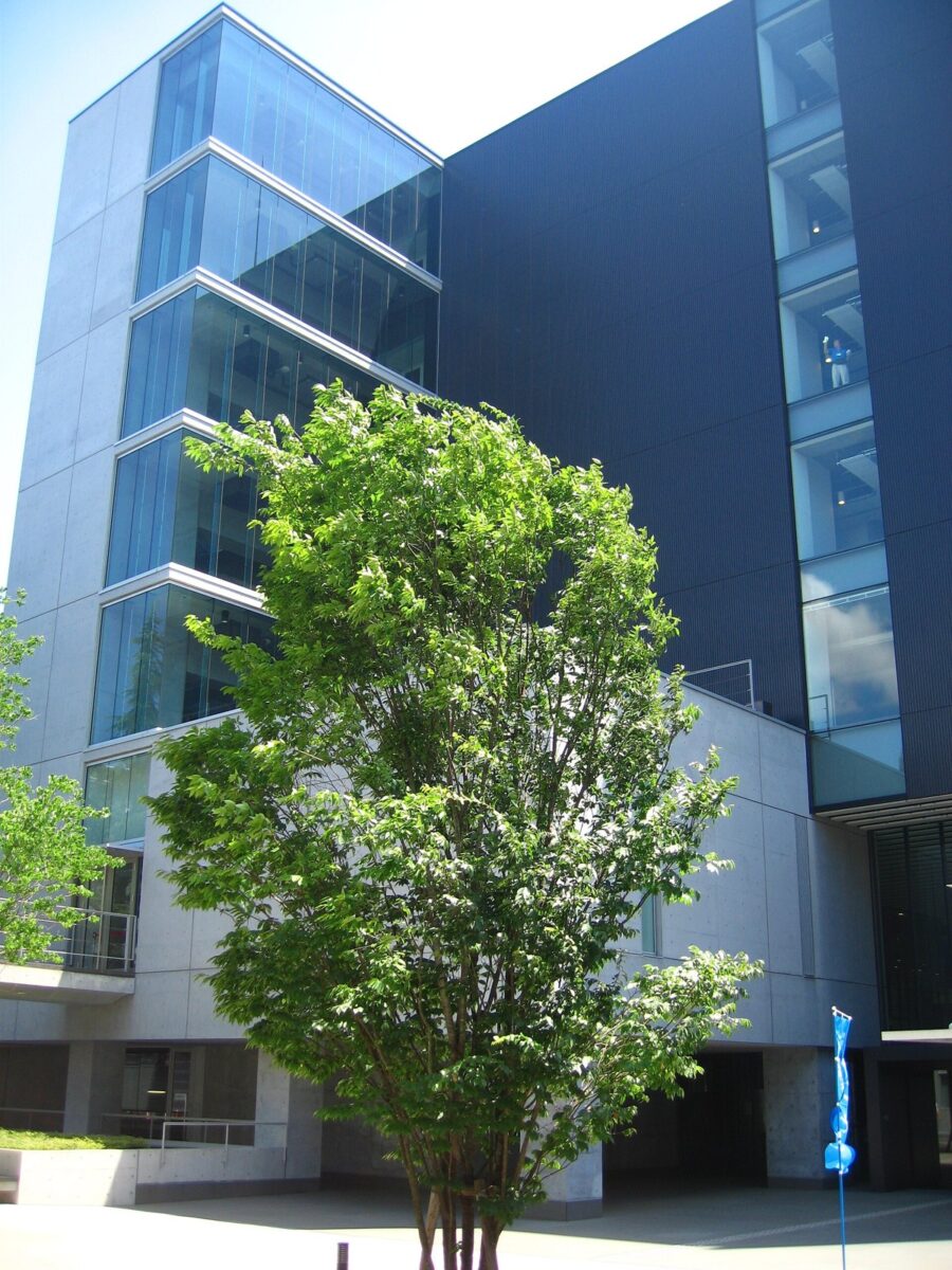ガラス張りの高い大学の建物の前に、緑の葉をつけた木が立っている